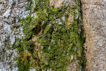 Tree Bark Texture with Vibrant Green Moss or Lichen and Organic Rough Surface