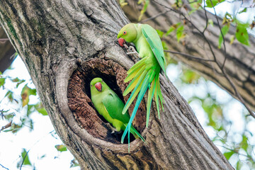 ワカケホンセイインコ