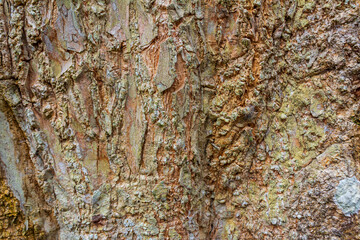 Closeup Rough Tree Bark Texture with Natural Cracks.