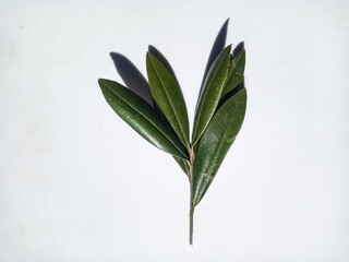 A vibrant olive branch with lush green leaves, perfect for herbal, organic, and Mediterranean-themed designs.