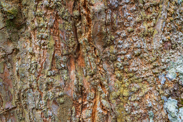 Closeup Rough Tree Bark Texture with Natural Cracks.
