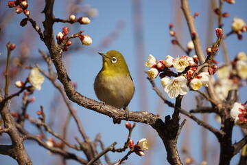 bird on a branch