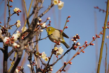 bird on a branch