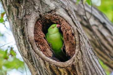 ワカケホンセイインコ