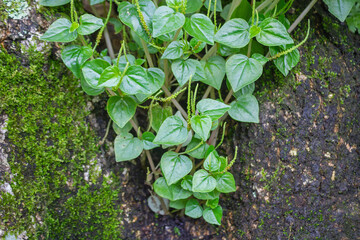 Peperomia Pellucida Medicinal Herb Growing on Mossy Tree in Lush Tropical Forest
