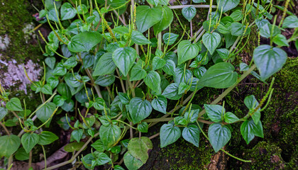 Peperomia Pellucida Medicinal Herb Growing on Mossy Tree in Lush Tropical Forest