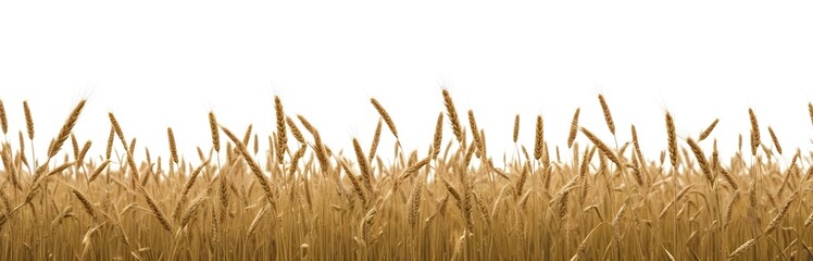 Fototapeta premium A field of golden wheat stalks with their heads swaying in the wind against a plain white background