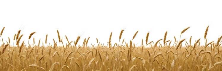 Fototapeta premium A field of golden wheat stalks with their heads swaying in the wind against a plain white background
