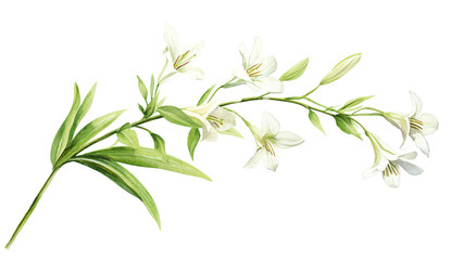 White Lilies Branch Watercolor Illustration