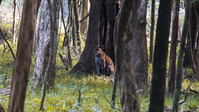 Sri Lankan leopard Panthera pardus kotiya spotted during wildlife safari in forest trees of Wilpattu National Park Sri Lanka