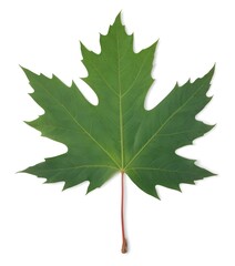 A large green maple leaf with several lobes and a reddish stem