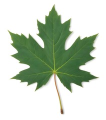 Fototapeta premium A large green maple leaf with several lobes and a reddish stem