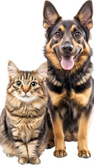 Portrait of Happy dog and cat that looking at the camera together isolated on transparent background, friendship between dog and cat, amazing friendliness of the pets	
