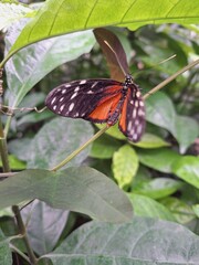 Butterfly Relaxing on a Tree Branch.