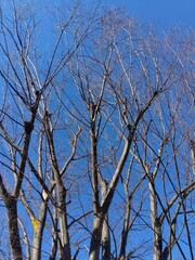 欅の枯れ木と冬の朝の青空