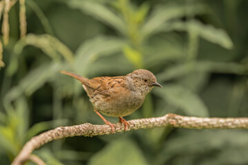 Dunnock perched on a branch close up