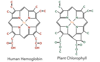 Fototapeta premium Complex of human hemoglobin and plant chlorophyll