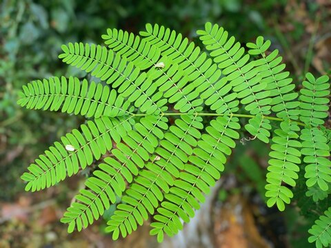 A close-up photo of a green leaf of a jeungjing or sengon tree, or scientifically named Paraserianthes falcataria, taken with a soft-focus forest background, shows a complex natural pattern.