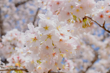 満開の桜の花のクローズアップ、庭のサクラ、ソメイヨシノ、染井吉野
