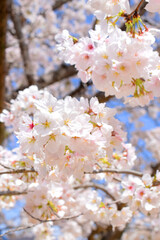 満開の桜の花のクローズアップ、サクラのクローズアップ、染井吉野、ソメイヨシノ

