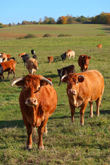 Krowy, cow, łąka, Polska  © Jagoda