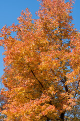 Autumn park with colorful trees with and falling leaves in the park