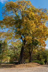 Naklejka premium Autumn park with colorful trees with and falling leaves in the park