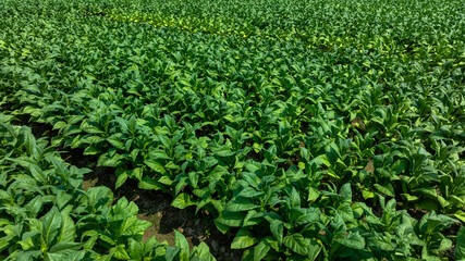 Tobacco fields plantation farmland, Green leaves tobacco plant in the field, Tobacco field in rural  agricultural crop, Aerial view