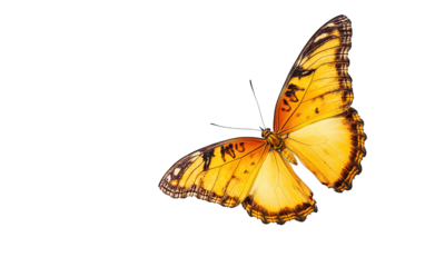 A beautiful yellow butterfly fly on transparent or white background