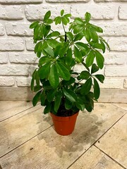 A small potted plant with green leaves sits on a wooden floor
