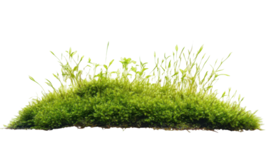 Green aquatic algae moss plant on transparent or white background