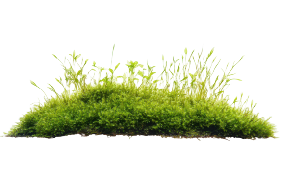Green aquatic algae moss plant on transparent or white background