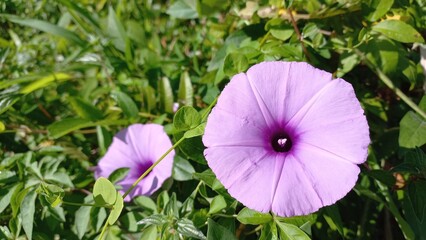 Purple Ipomea Ficifolia Flower – Beautiful Botanical Photography