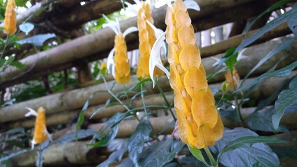 Pachystachys Lutea Flower – Yellow Tropical Bloom Photography