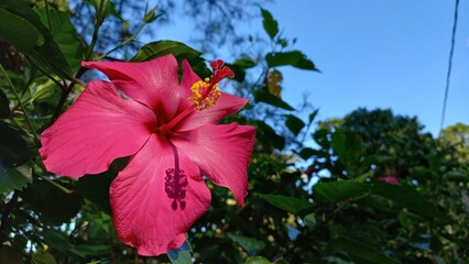 Hibiscus Flower – Exotic Red Bloom Close-up Photography
