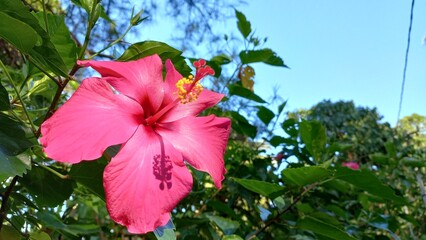 Hibiscus Flower – Exotic Red Bloom Close-up Photography