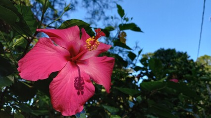 Hibiscus Flower – Exotic Red Bloom Close-up Photography
