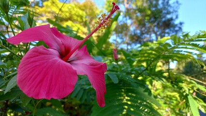 Hibiscus Flower – Exotic Red Bloom Close-up Photography