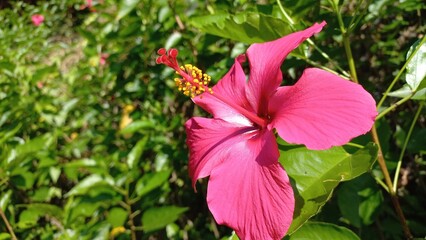 Hibiscus Flower – Exotic Red Bloom Close-up Photography