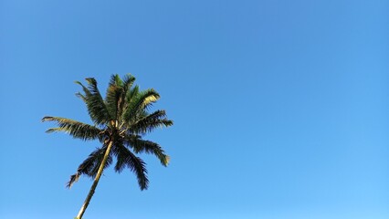 Coconut Tree and Blue Sky – Tropical Paradise Photography