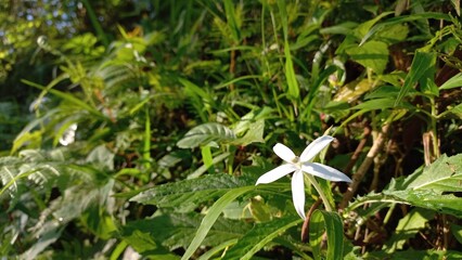 Hippobroma Longiflora Flower – Delicate White Bloom Close-up