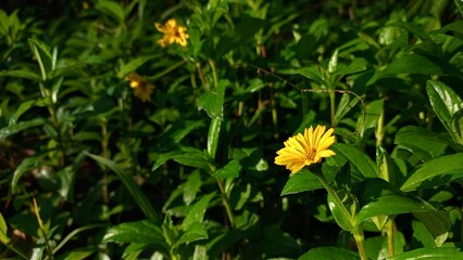Wild Yellow Flower in Natural Bloom – Vibrant Floral Photography