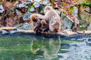 Obraz premium Snow Monkey