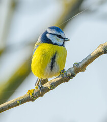 Eurasian blue tit (Cyanistes caeruleus) on a branch