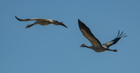 common Eurasian cranes (Grus grus) in flight