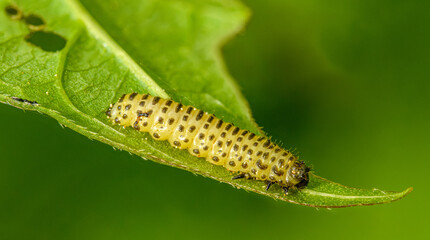 yellow caterpillar with black spots on a leaf