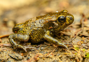 young European fire-bellied toad (Bombina bombina) on the ground