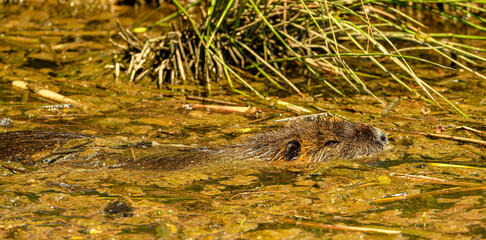 nutria or coypu (Myocastor coypus) swimming in muddy water