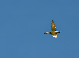 mallard wild duck (Anas platyrhynchos) female flying