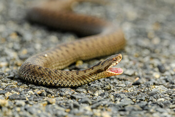 common European adder or viper (Vipera berus)